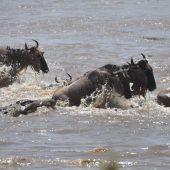  The Serengeti, TZ